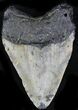 Bargain Megalodon Tooth - North Carolina #22962-2